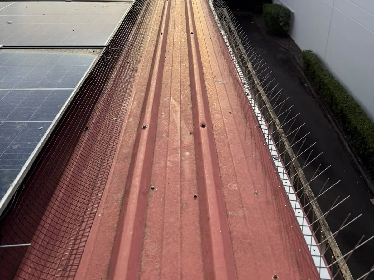 Bird spikes fixed along the parapet edge of a red metal roof, with mesh along the edge of the neighbouring solar panels.