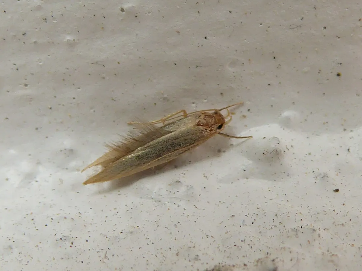 A small, pale golden-buff moth with fringed wings resting on a white textured wall.