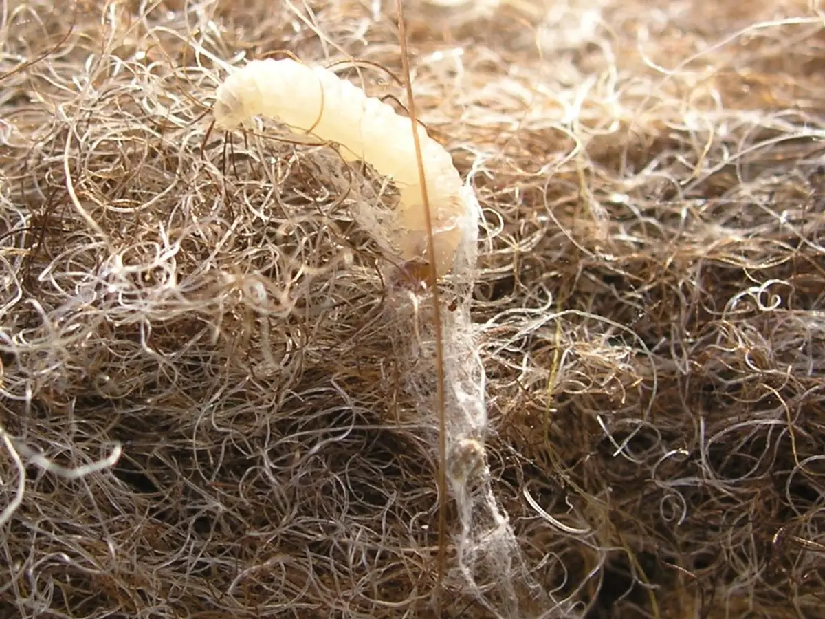 A creamy-white larva on a mat of brown and grey wool fibres, with a thin tube of silk webbing beside it.
