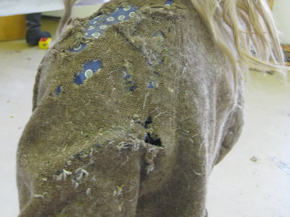 The back and shoulder of a grey-green wool cardigan eaten through in several places, with a blue patterned fabric showing through the holes and pale larval webbing and cocoon debris matted across the surface.