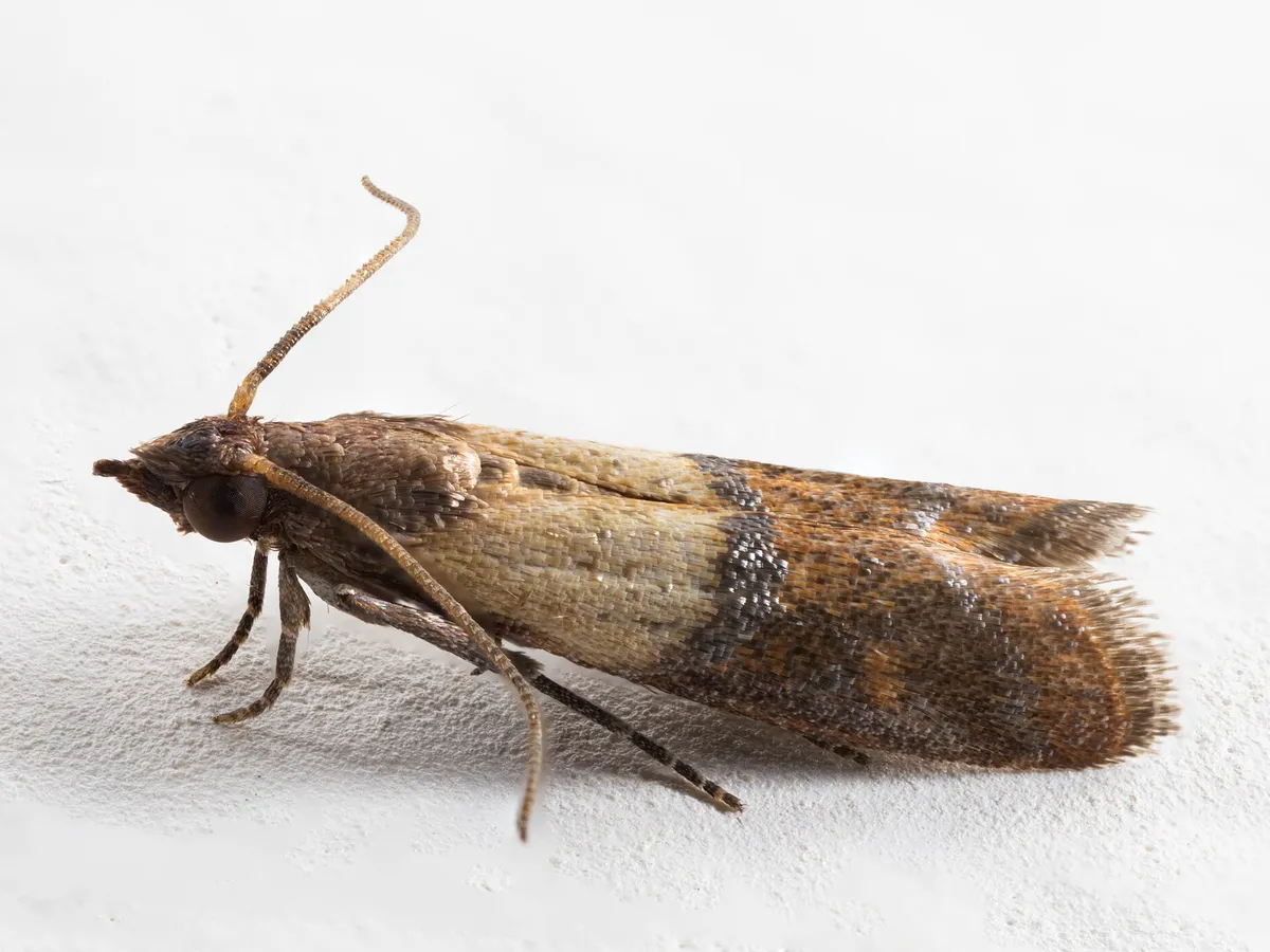 A pantry moth with wings that are pale at the front and coppery-brown at the back, on a white surface.